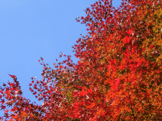 美しいモミジの紅葉と青い空