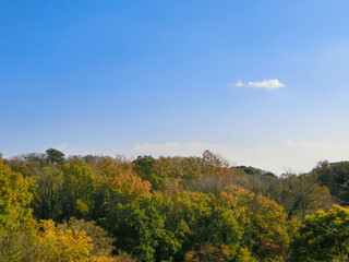 秋の黄葉した樹木がある雑木林と青い空