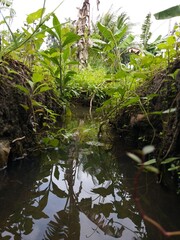 A small reservoir in jungle background