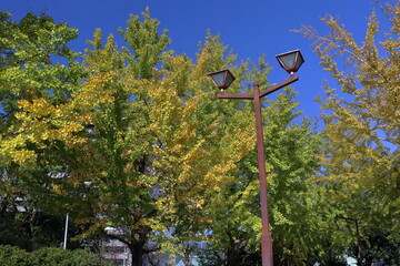 銀杏と街路灯　城西公園　秋　（高知県　高知市）