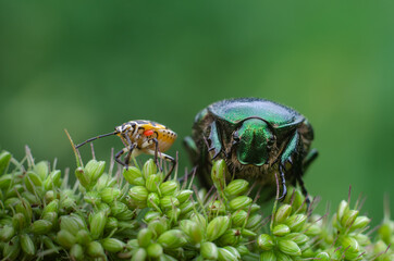Two beetles on a plant