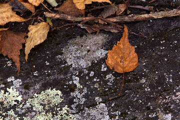 Dried Leaves on Stone