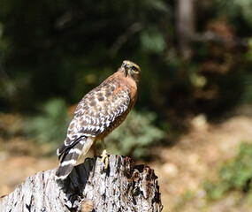 red shoulderhawk looking over it's shoulder