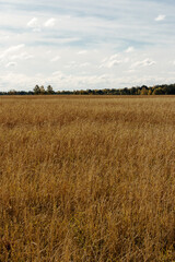 Yellow rye field against the background of the autumn forest. Above the horizon, there is a cold October sky with clouds. Landscape.
