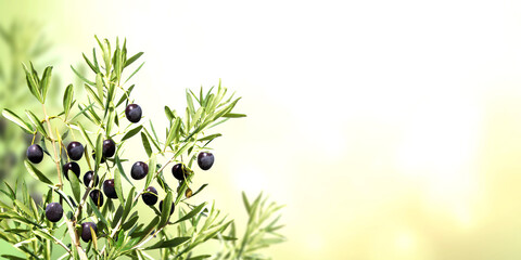 Fototapeta na wymiar Horizontal banner with ripe black olives on olive tree. Olive branch close up on abstract background