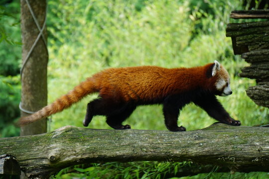red panda strolling on a tree trunk at the zoo