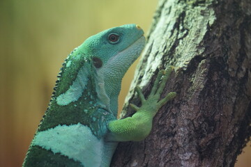 closeup of a green iguana on a branch