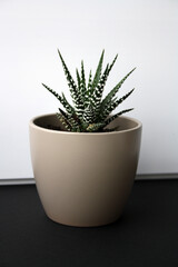 Haworthia in a beige pot. Succulent plant on the background of a white wall.