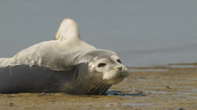 Close-up of Harbor seal or common seal lying on wet sandy beach in Texel, Netherlands
