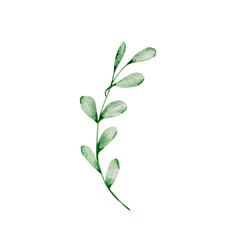 Watercolor Christmas illustration of winter greenery branch