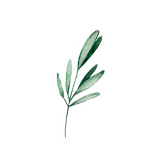 Watercolor Christmas illustration of winter greenery branch