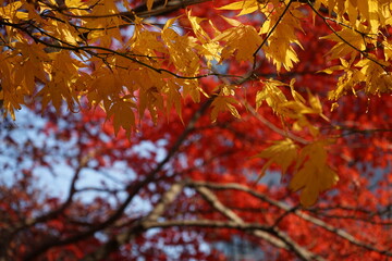 leaves in autumn