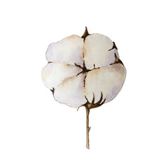 Watercolor Christmas illustration of winter greenery, cotton branch