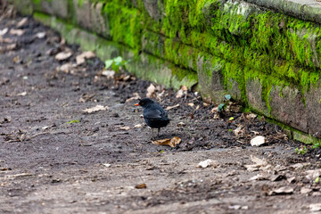 Blackbird walking in a park