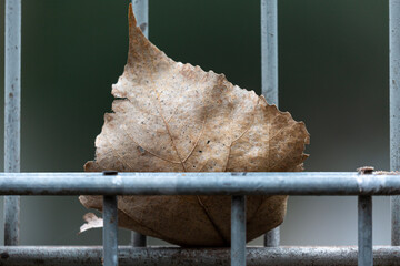 Dry leaf on metal fence