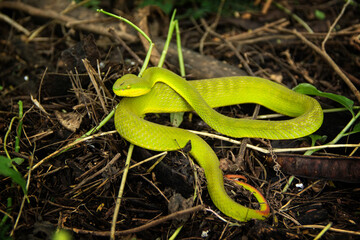 Green Pit Viper Snake or White-lipped Tree Viper on the ground.