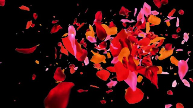 Rose petals flying on black background 4k footage, Colorful flower petals flying footage
