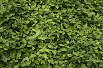Vegetable, green, summer background.