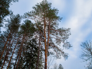 Tree branches and leaves against blue sky. Winter day in pine forest. Look up under woods. Green crown trees view from below into the sky. 