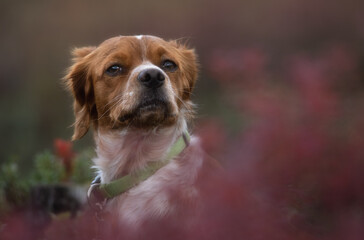 Brittany Spaniel gorgeous portrait in hunting white-red dog. Blurred background. Close-up. Natural light. Hunting gun dog.