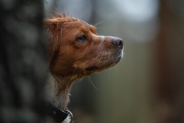 Profile portrait of a Brittony Spaniel. Hunting gun dog. Close-up. An attentive look. Portrait on a green and blurred background.