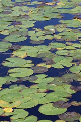 Lot of Water lily leaf floating on the pond