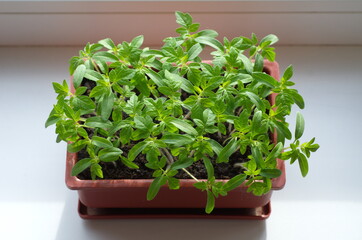 Tomato seedlings in a plastic container on the windowsill