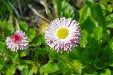 Daisy perennial (Lat. Bellis perennis) close-up © koromelena