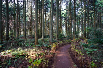Fototapeta premium a refreshing cedar forest in the sunlight