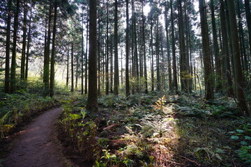 a refreshing cedar forest in the sunlight