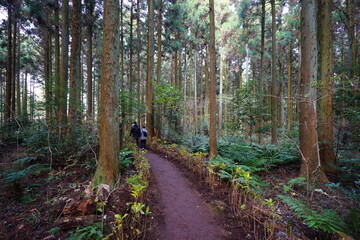 a dense cedar forest with a path