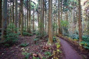 a dense cedar forest with a path