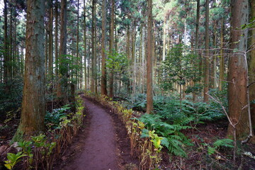 a dense cedar forest with a path