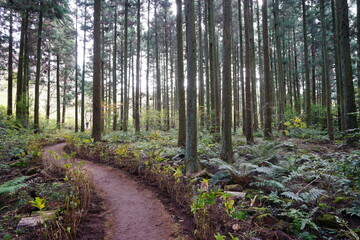 a dense cedar forest with a path