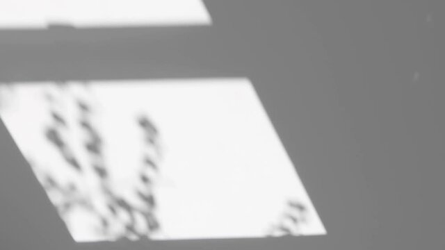 Gray wall with a shadow from a window and a moving plant. Abstract background, template and design for mockup. Vertical video.