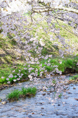 桜　宮城の小さな温泉　川渡温泉にて
