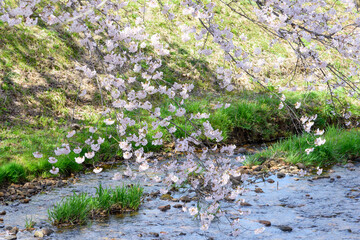 桜　宮城の小さな温泉　川渡温泉にて
