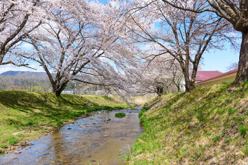 Obraz premium 桜 宮城の小さな温泉 川渡温泉にて 