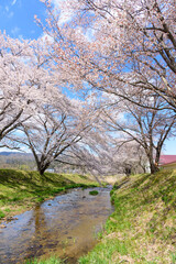 桜　宮城の小さな温泉　川渡温泉にて

