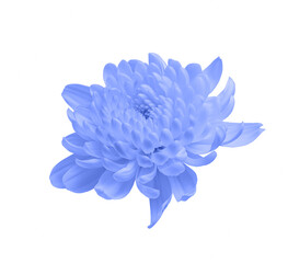 Toned blue chrysanthemum flower isolated on white background