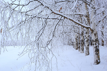 winter landscape trees covered with hoarfrost