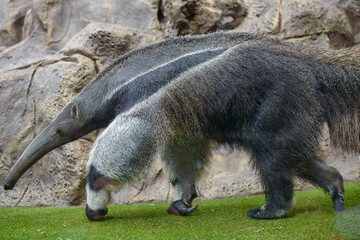 Close Anteater That Walking The