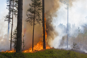 A patch of forest with burning trees. Thick smoke rises upward. Forest fire.