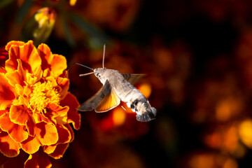 Macroglossum stellatarum sit on the flower, summer and spring scene. 
Hummingbird hawk-moth butterfly fly into autumn flower