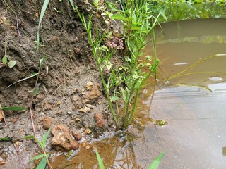 Beautiful plants near the reservoir in Sri Lanka