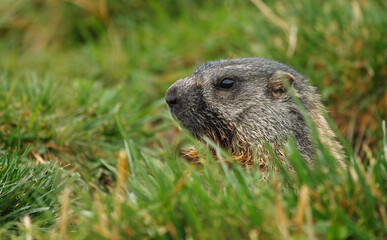 Naklejka na ściany i meble Alpine marmot in its burrow