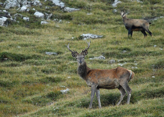 red deer in the mountains