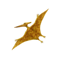Pteranodon illustration. Brown flying predator isolated on white. Watercolor image © Evgeniia