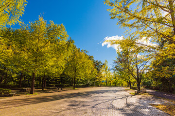 Amazing autumn yellow leaves in Japan. There are many rows of ginkgo trees through Japan. Its things Japanese.