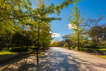 Fototapeta premium Amazing autumn yellow leaves in Japan. There are many rows of ginkgo trees through Japan. Its things Japanese.